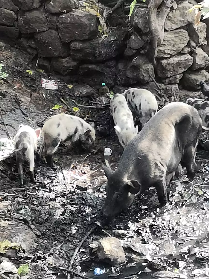 பன்றிகளால் சுகாதாரக்கேடு