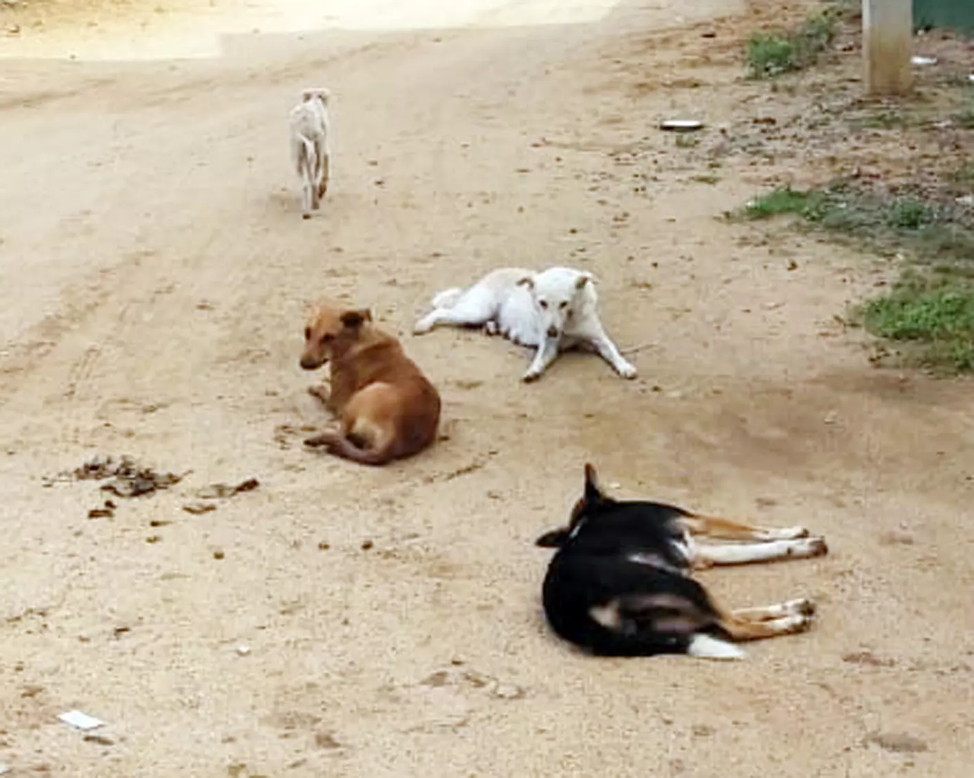 தெருநாய்கள் தொல்லை