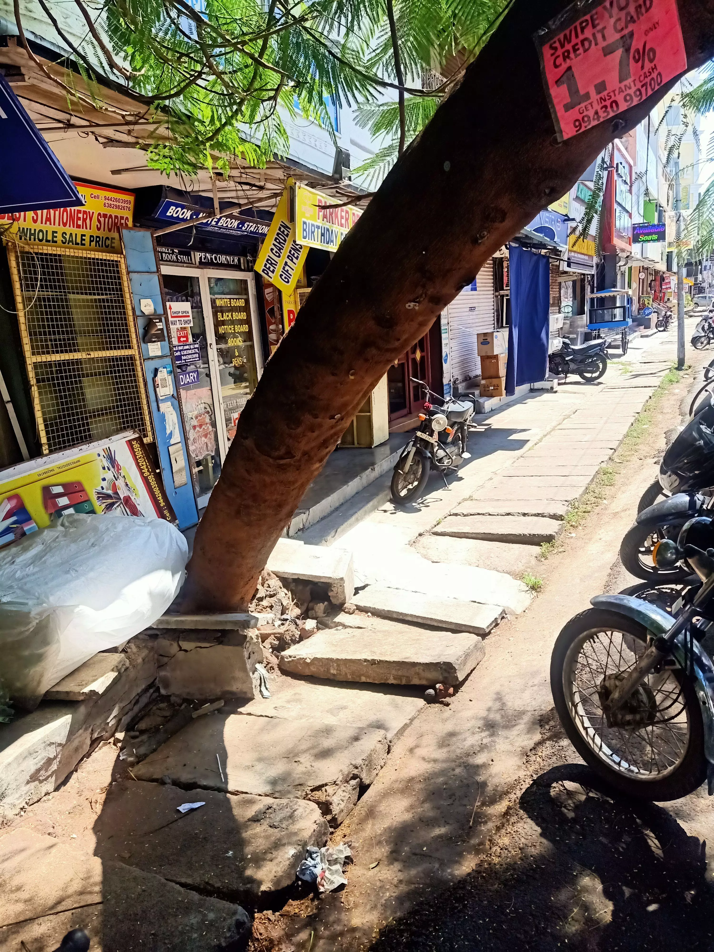 சாய்ந்து விழும் நிலையில் உள்ள பழமையான மரம்