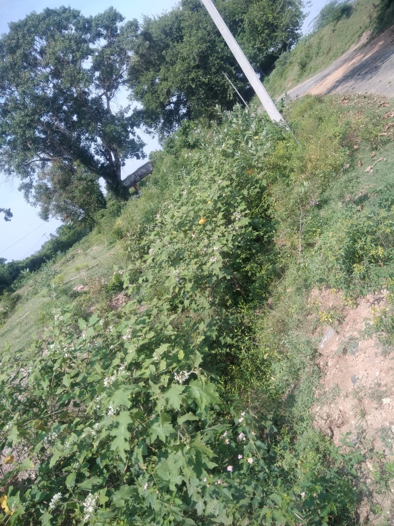 படையெடுக்கும் விஷசந்துக்கள்