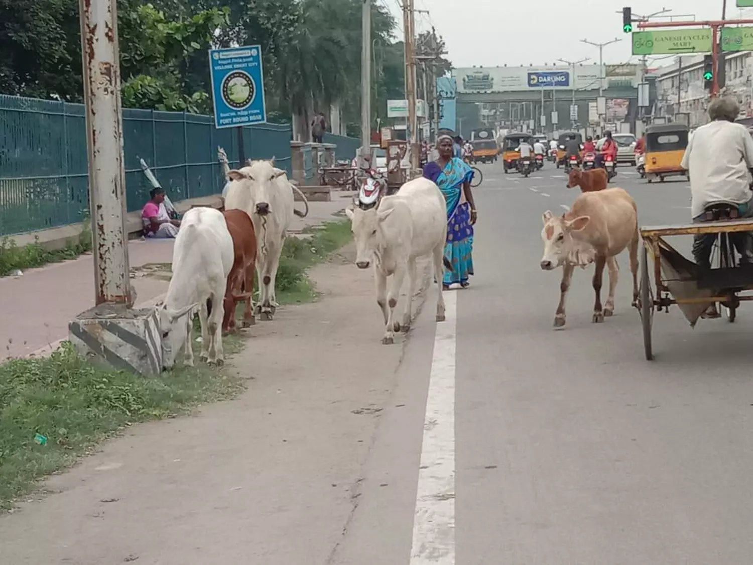 மாடுகள் தொல்லை