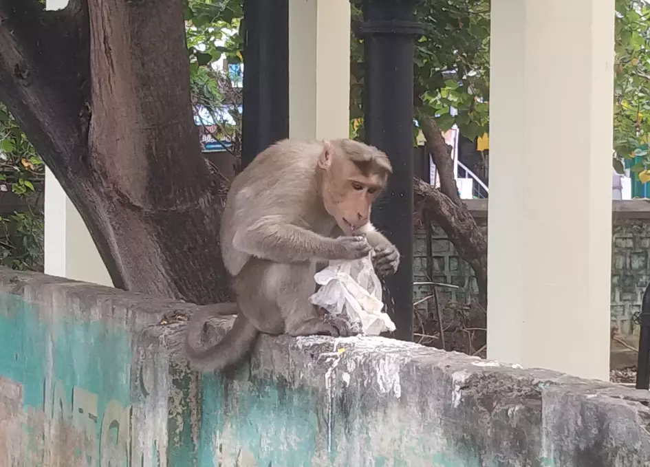 குரங்குகள் அட்டகாசம் குரங்குகள் அட்டகாசம்