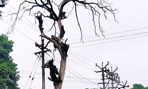 ஆபத்தான நிலையில் பட்ட மரம்