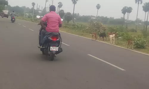 வாகன ஓட்டிகளை துரத்தும் தெருநாய்கள் வாகன ஓட்டிகளை துரத்தும் தெருநாய்கள்