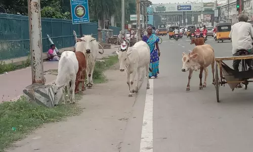 மாடுகள் தொல்லை மாடுகள் தொல்லை