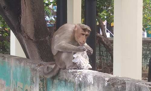 குரங்குகள் அட்டகாசம் குரங்குகள் அட்டகாசம்