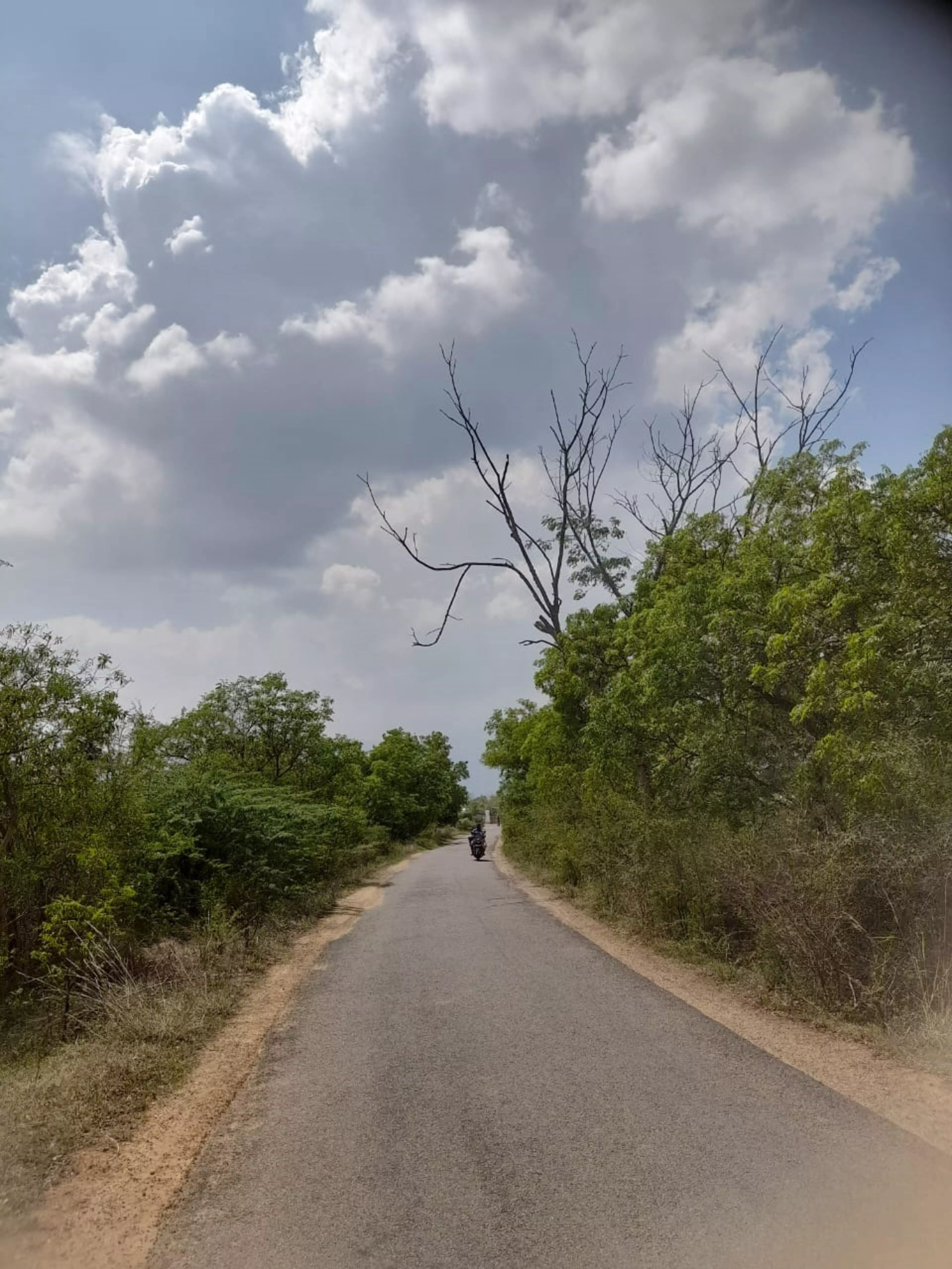 சாலையோரம் காய்ந்த மரத்தை அகற்ற வேண்டும்