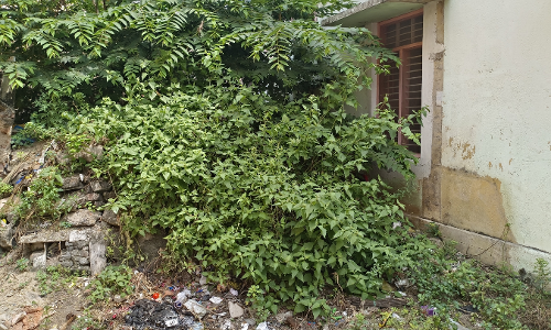 குப்பைகளை அகற்ற வேண்டும்