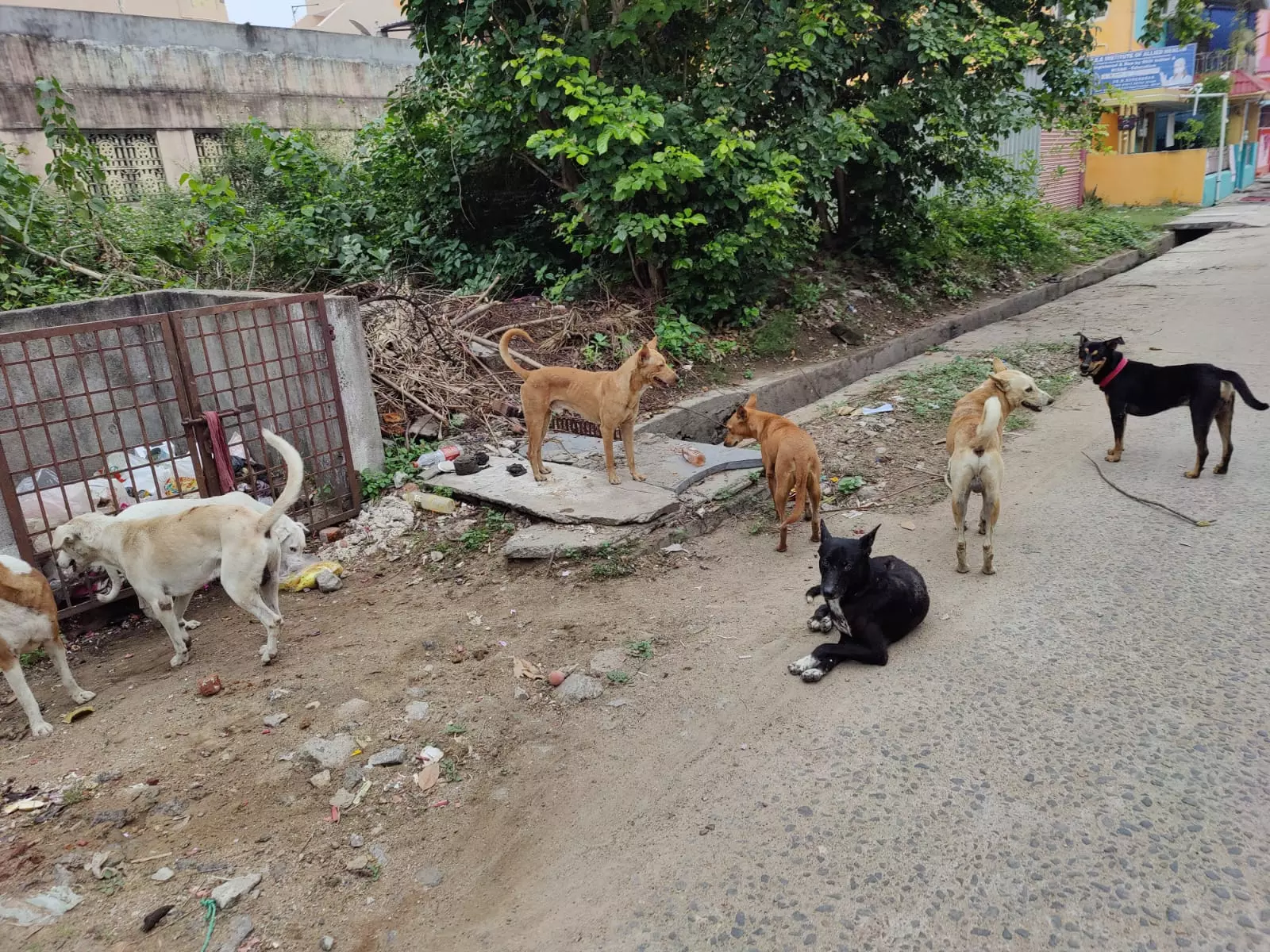 பொதுமக்களை அச்சுறுத்தும் தெருநாய்கள்