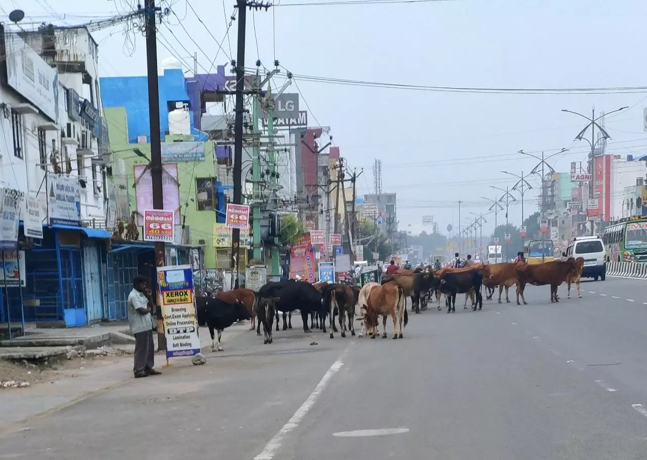 மாடுகளால் விபத்து அபாயம்