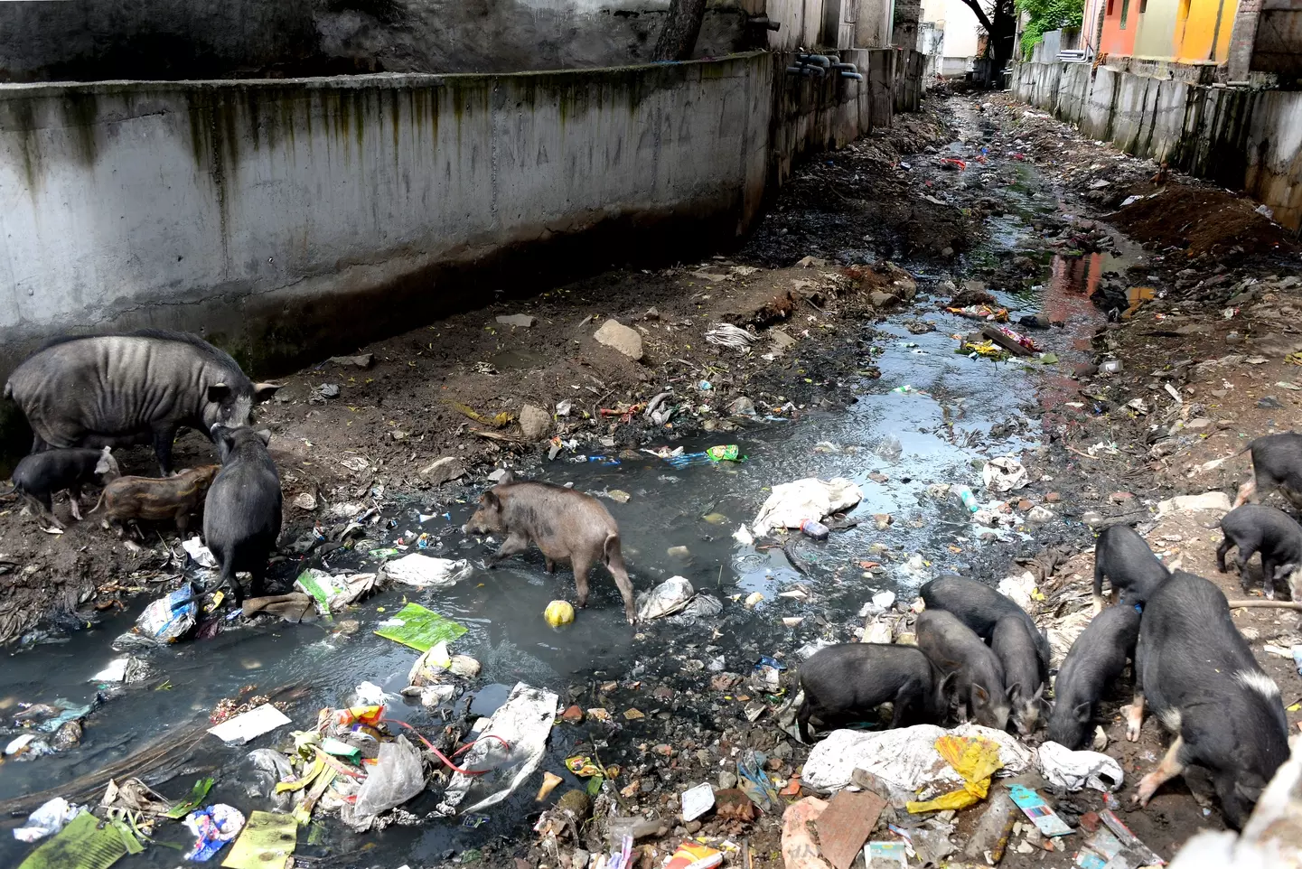 பன்றிகள் தொல்லை