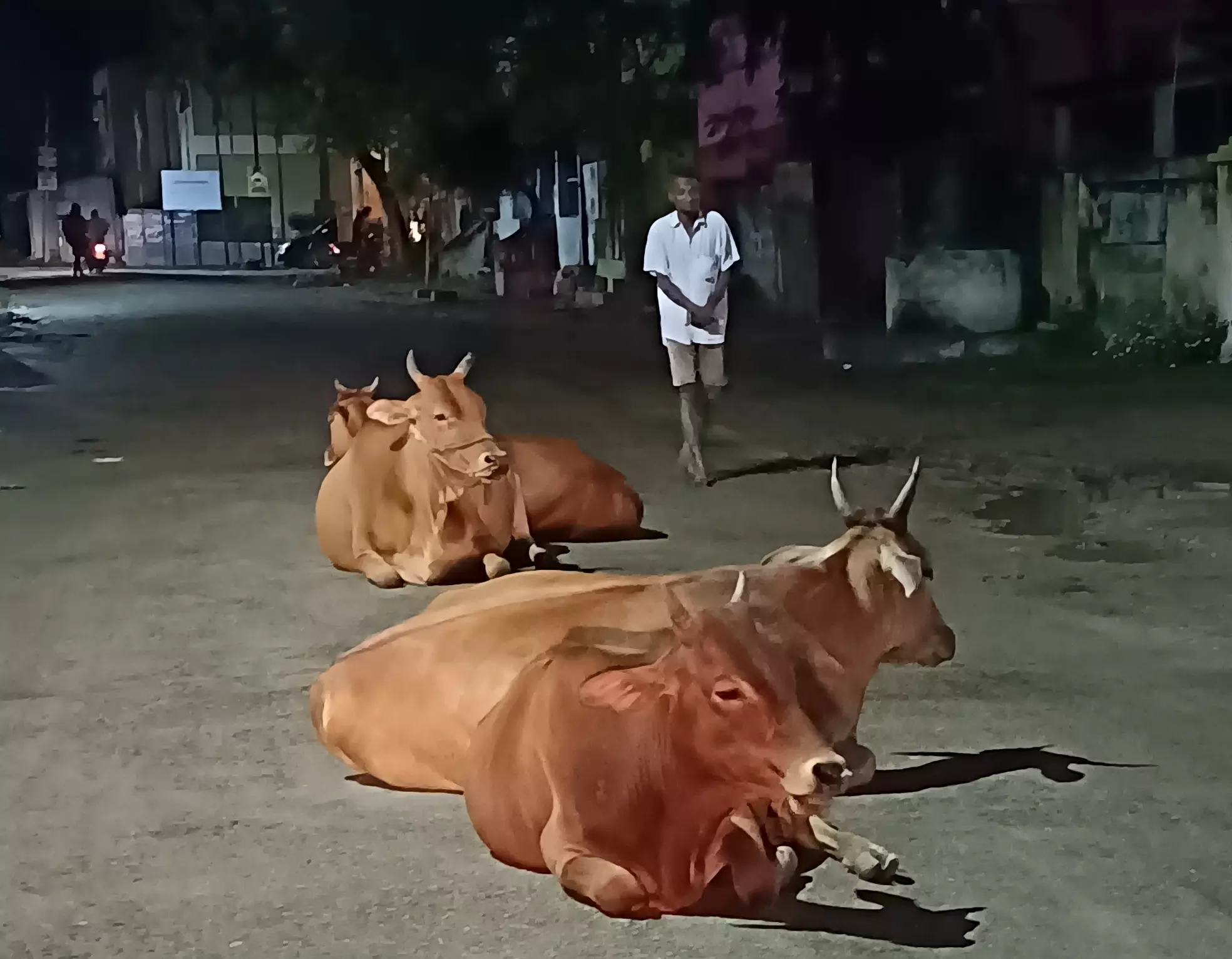 மாடுகள் தொல்லை