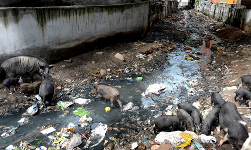 பன்றிகள் தொல்லை பன்றிகள் தொல்லை