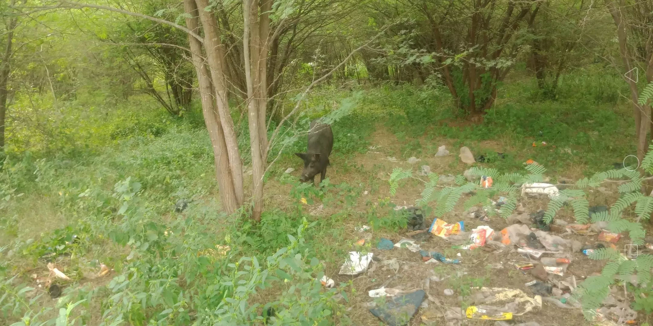 பன்றிகள் தொல்லை