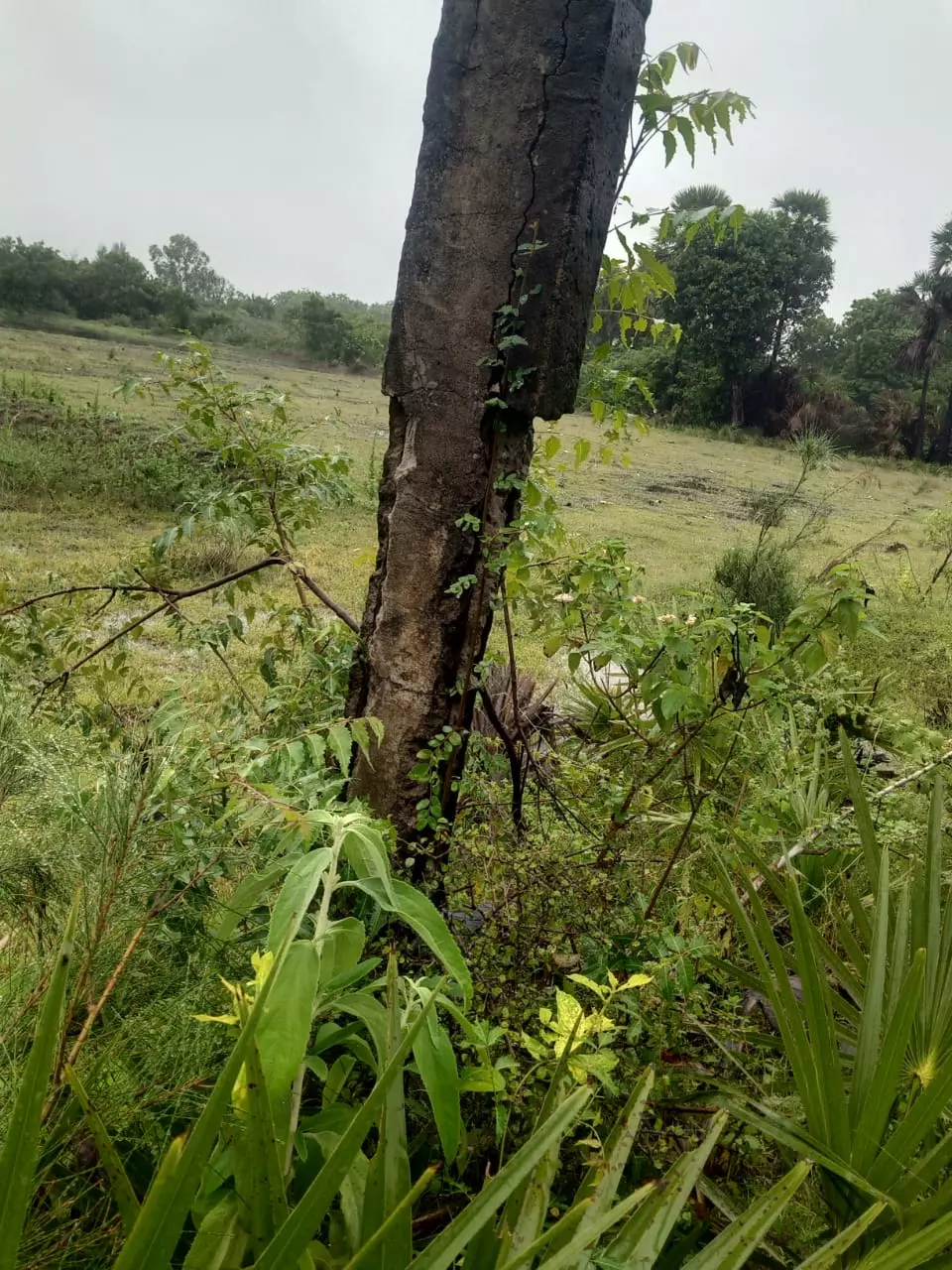 சிதிலமடைந்த மின்கம்பம்