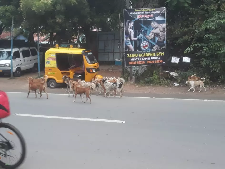 நாய்த்தொல்லை நாய்த்தொல்லை