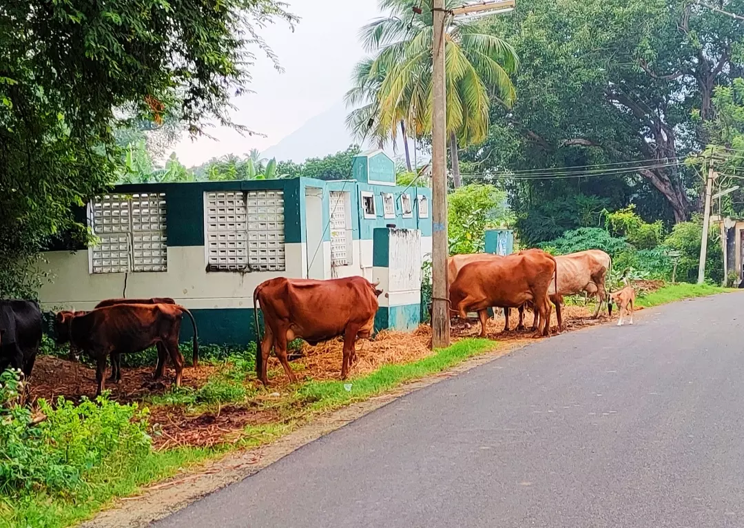 கழிவறைகள் புதுப்பிக்கப்படுமா? கழிவறைகள் புதுப்பிக்கப்படுமா?