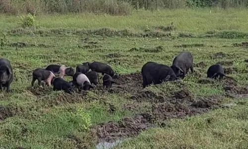 பன்றிகள் தொல்லை