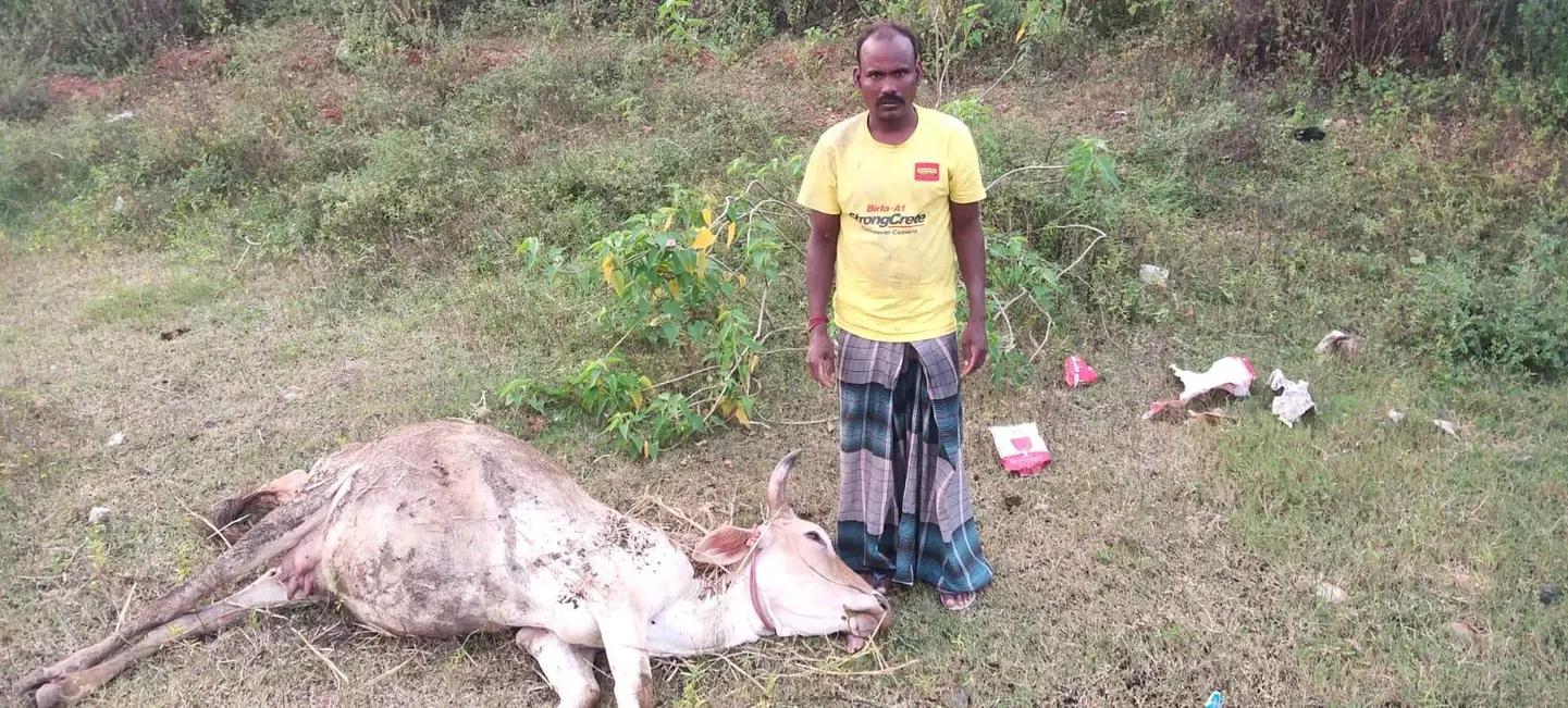 கால்நடைகளுக்கு தடுப்பூசி போடுவார்களா?