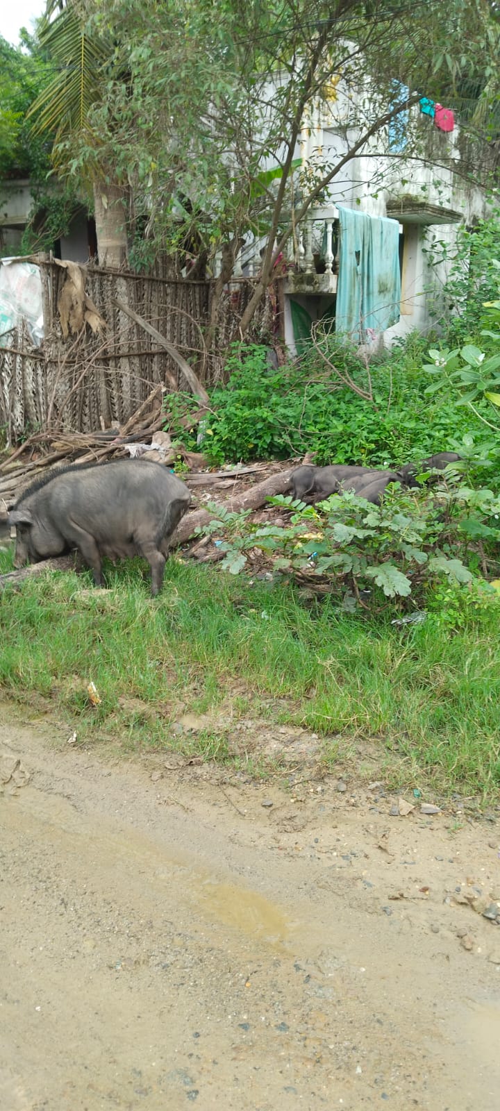 பன்றிகள் தொல்லையால் அவதிப்படும் மக்கள்