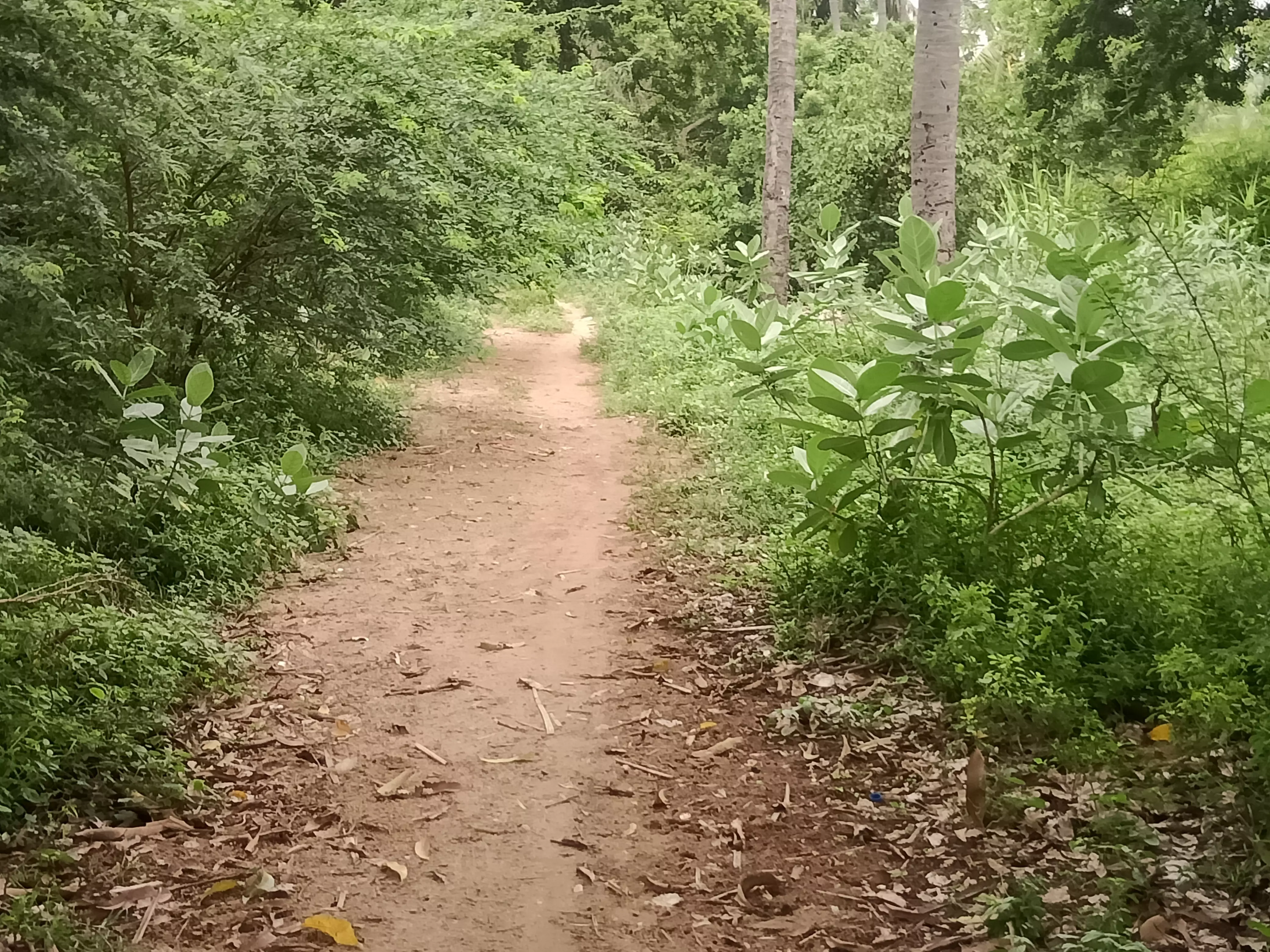 சாலையை ஆக்கிரமித்த செடி-கொடிகள் சாலையை ஆக்கிரமித்த செடி-கொடிகள்