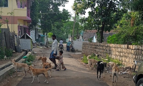 தெருநாய்கள் தொல்லை