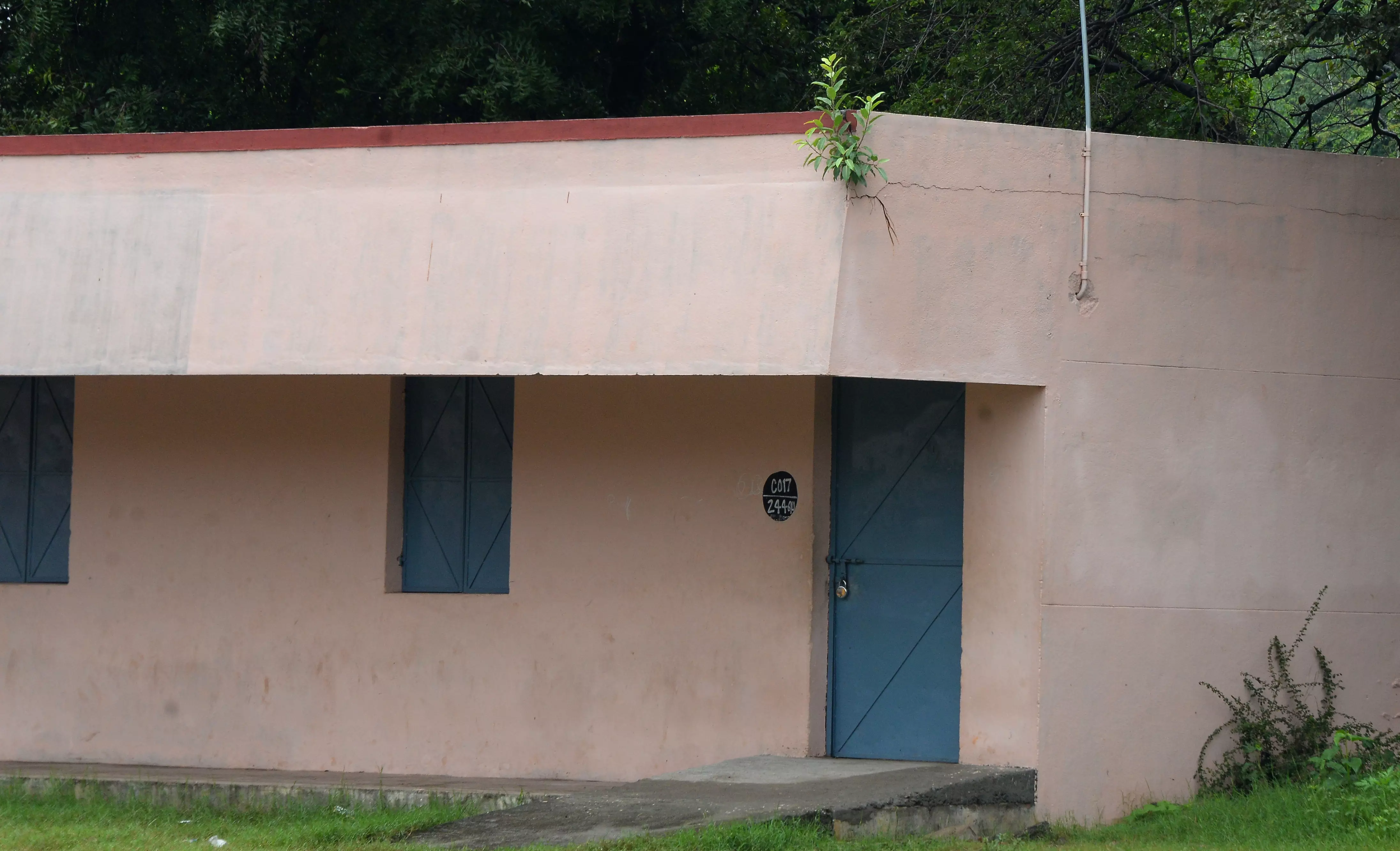 பள்ளி கட்டிடத்தில் வளரும் செடி பள்ளி கட்டிடத்தில் வளரும் செடி