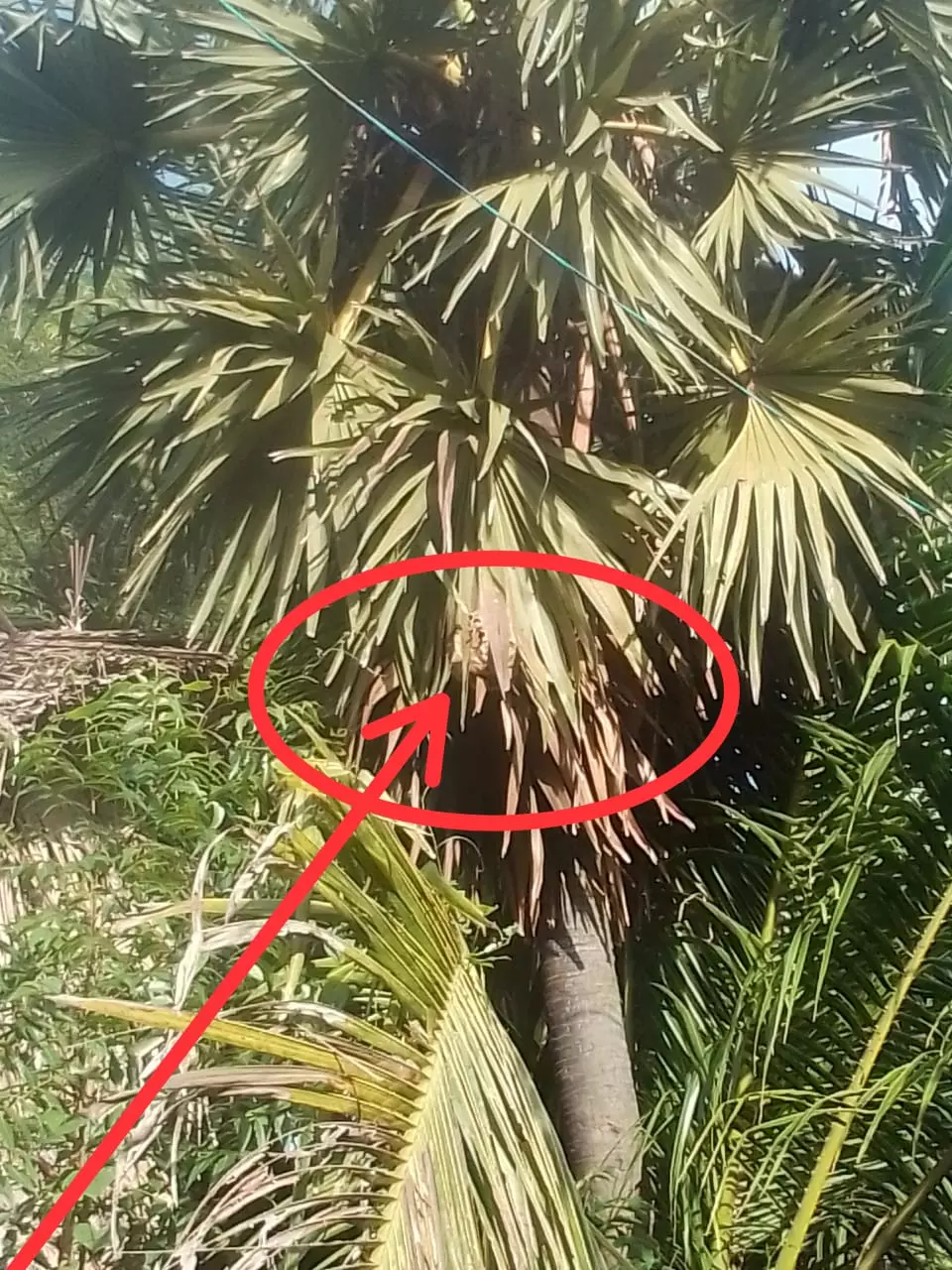 விஷ வண்டுகளால் ஆபத்து
