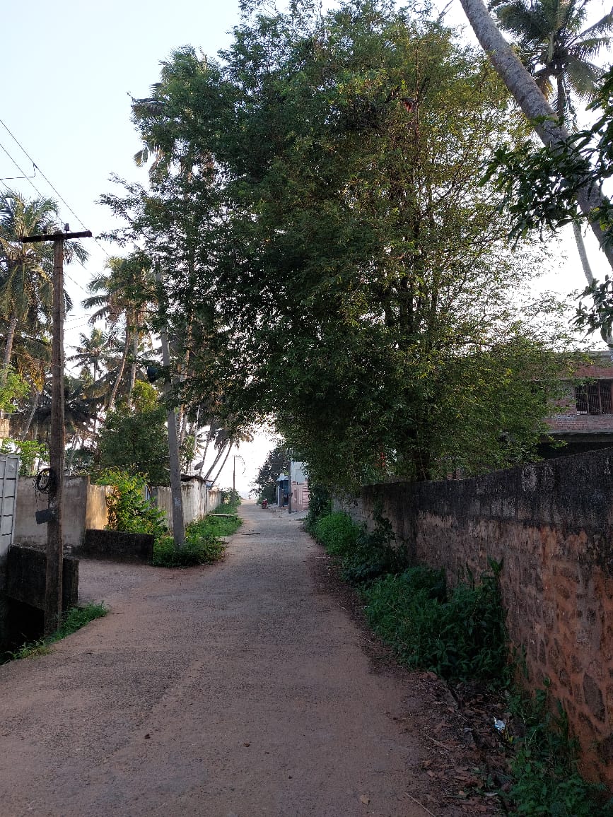 மரத்தை அகற்ற வேண்டும்