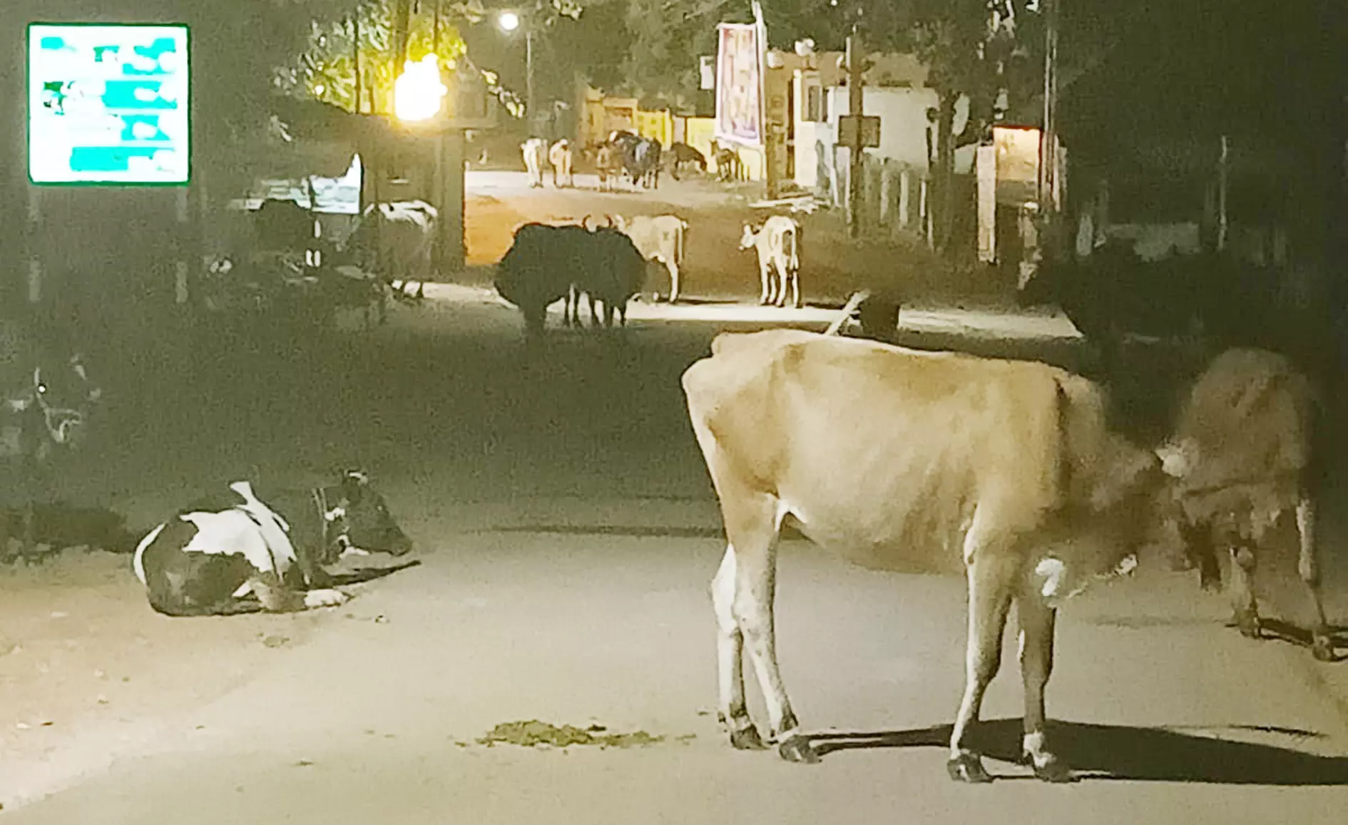 போக்குவரத்துக்கு இடையூறான மாடுகள் போக்குவரத்துக்கு இடையூறான மாடுகள்