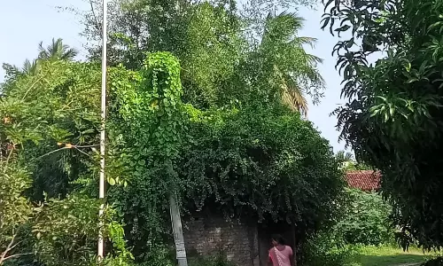 மின்கம்பிகளை ஆக்கிரமித்த செடி, கொடிகள் மின்கம்பிகளை ஆக்கிரமித்த செடி, கொடிகள்