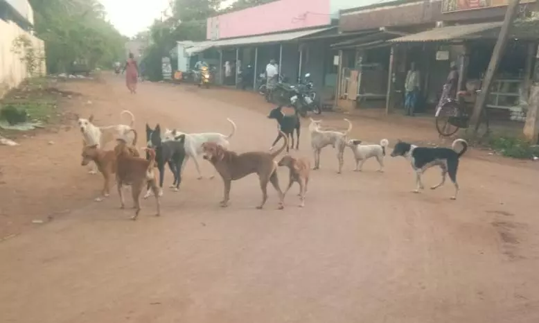வளர்ப்பு பிராணிகளை வேட்டையாடும் நாய்கள்