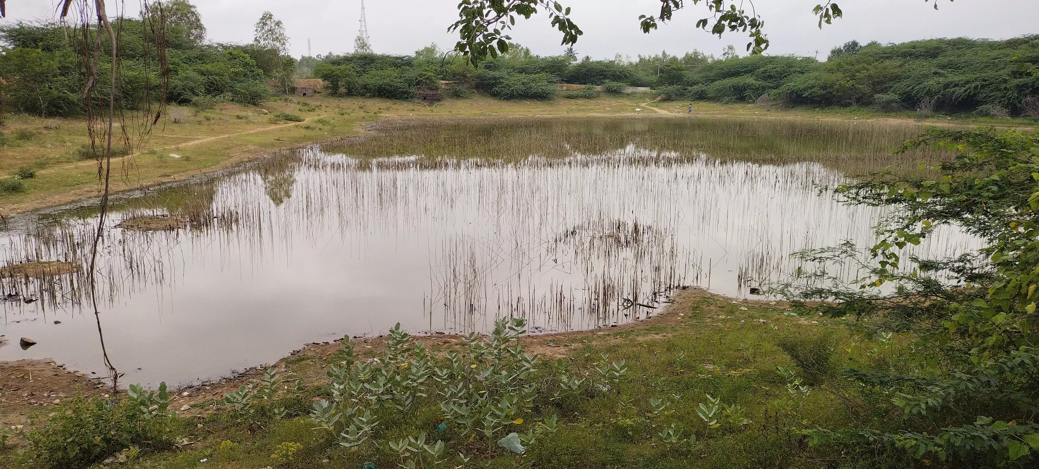 சுத்தம் செய்யப்படாத ஊரணி சுத்தம் செய்யப்படாத ஊரணி