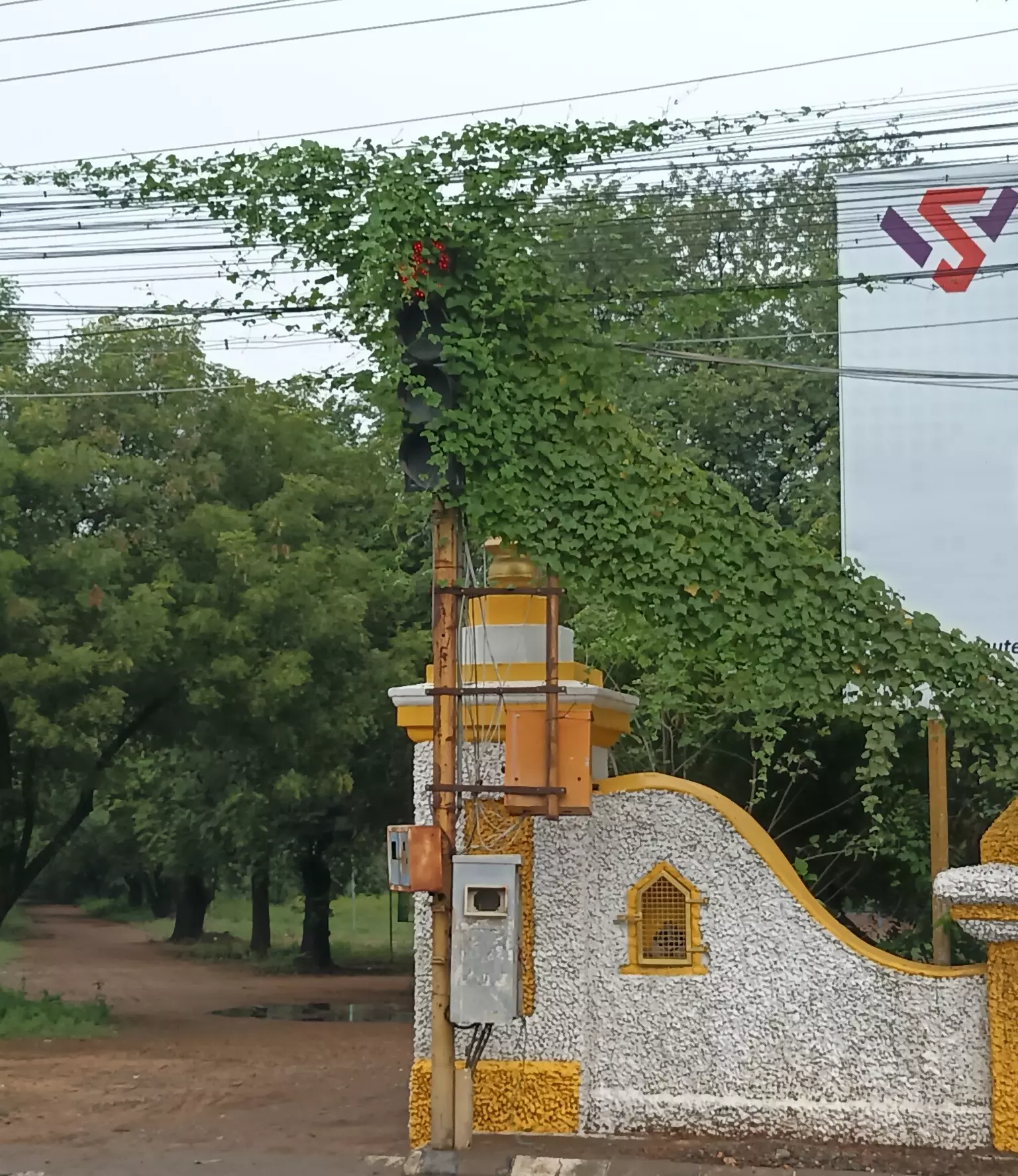 சிக்னலை மறைத்து செடி-கொடிகள் சிக்னலை மறைத்து செடி-கொடிகள்