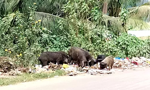 பன்றிகள் தொல்லை