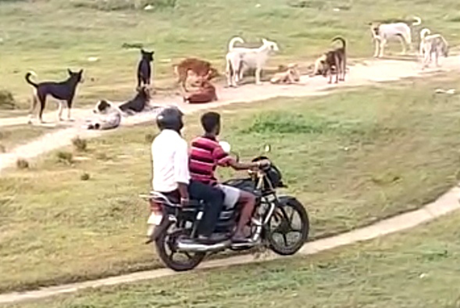 நாய்கள் தொல்லை