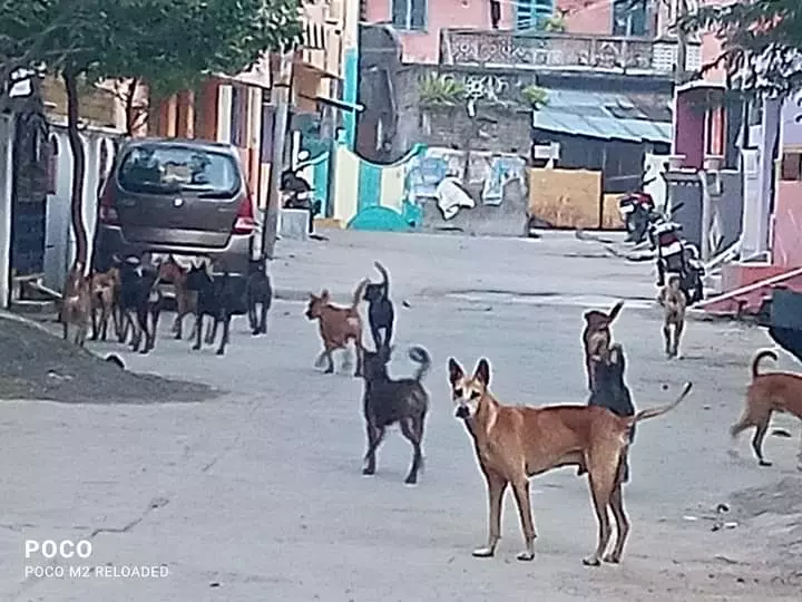 நாய்கள் தொல்லை