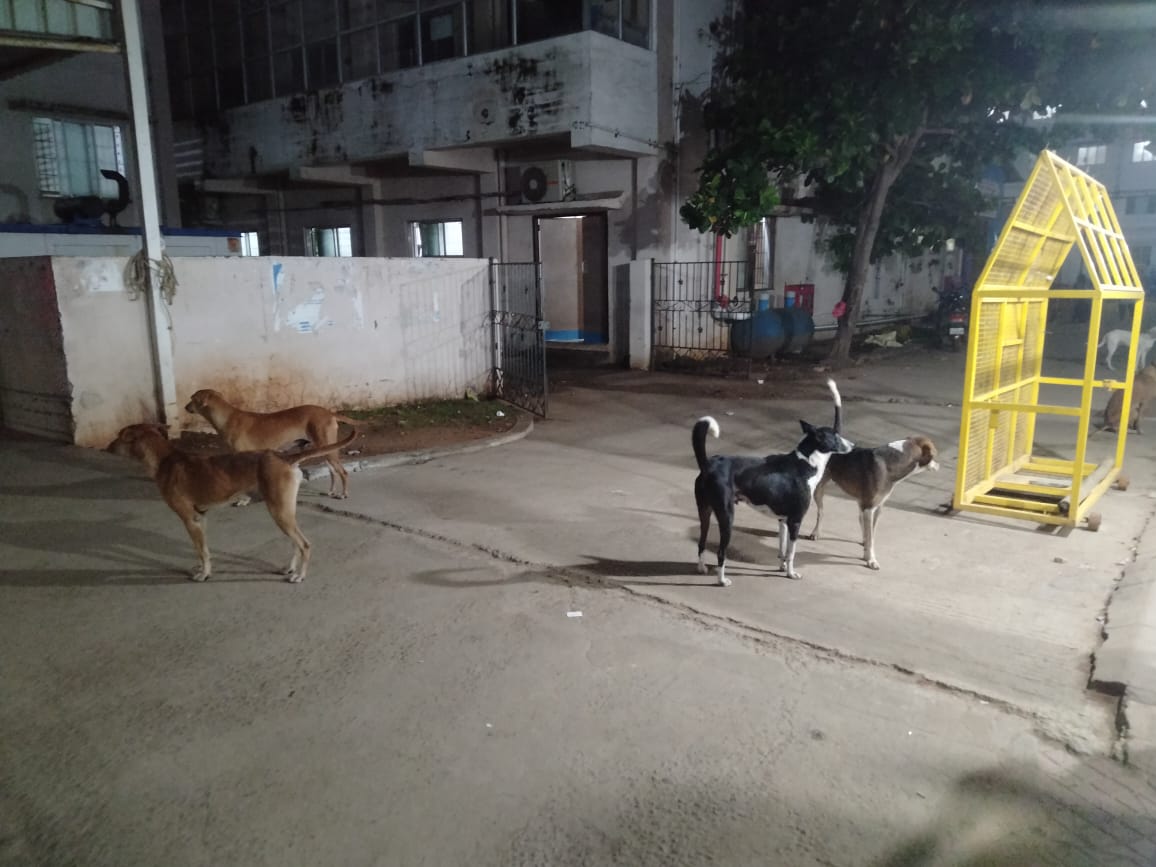 தெருநாய்கள் தொல்லை தெருநாய்கள் தொல்லை