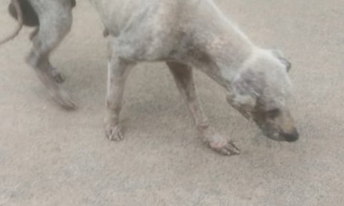 தொற்று நோயுடன் சுற்றித்திரியும் தெருநாய்கள் தொற்று நோயுடன் சுற்றித்திரியும் தெருநாய்கள்