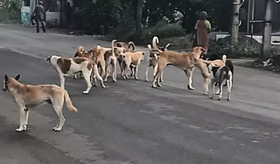 நாய்கள் தொல்லை நாய்கள் தொல்லை