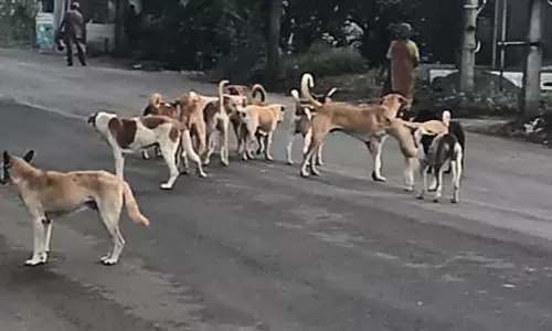 நாய்கள் தொல்லை நாய்கள் தொல்லை