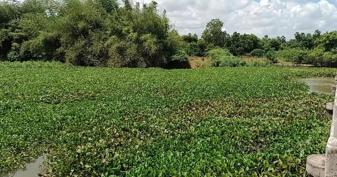 ஆகாயத்தாமரை அகற்றப்படுமா? ஆகாயத்தாமரை அகற்றப்படுமா?