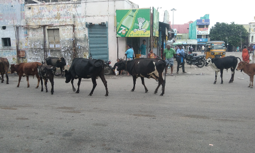 மாடுகள் தொல்லை