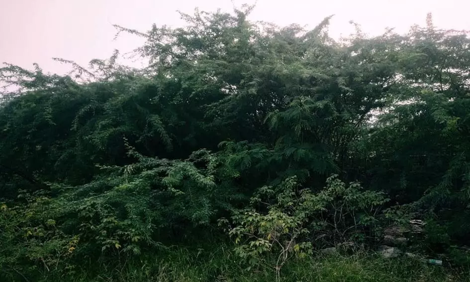 குளத்தில் உள்ள சீமை கருவேல மரங்கள் அகற்றப்படுமா?