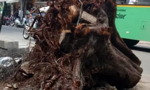 சாலையில் கிடக்கும் வேர் அகற்றப்படுமா?