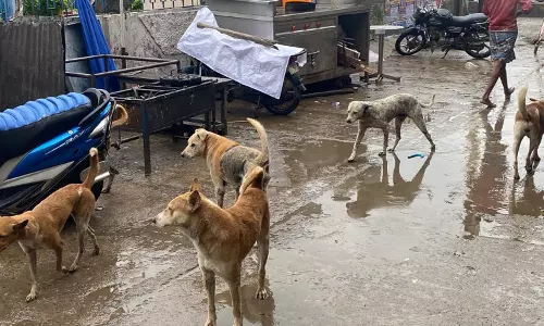 நாய்களை பிடித்து காட்டில் விட வேண்டும்