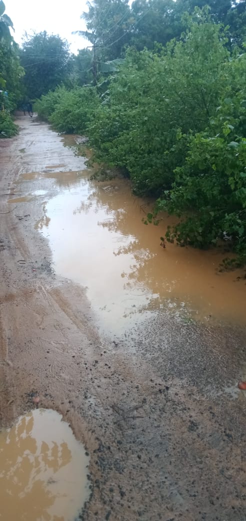 சாலையை மறைத்து வளர்ந்துள்ள செடி, கொடிகள் சாலையை மறைத்து வளர்ந்துள்ள செடி, கொடிகள்