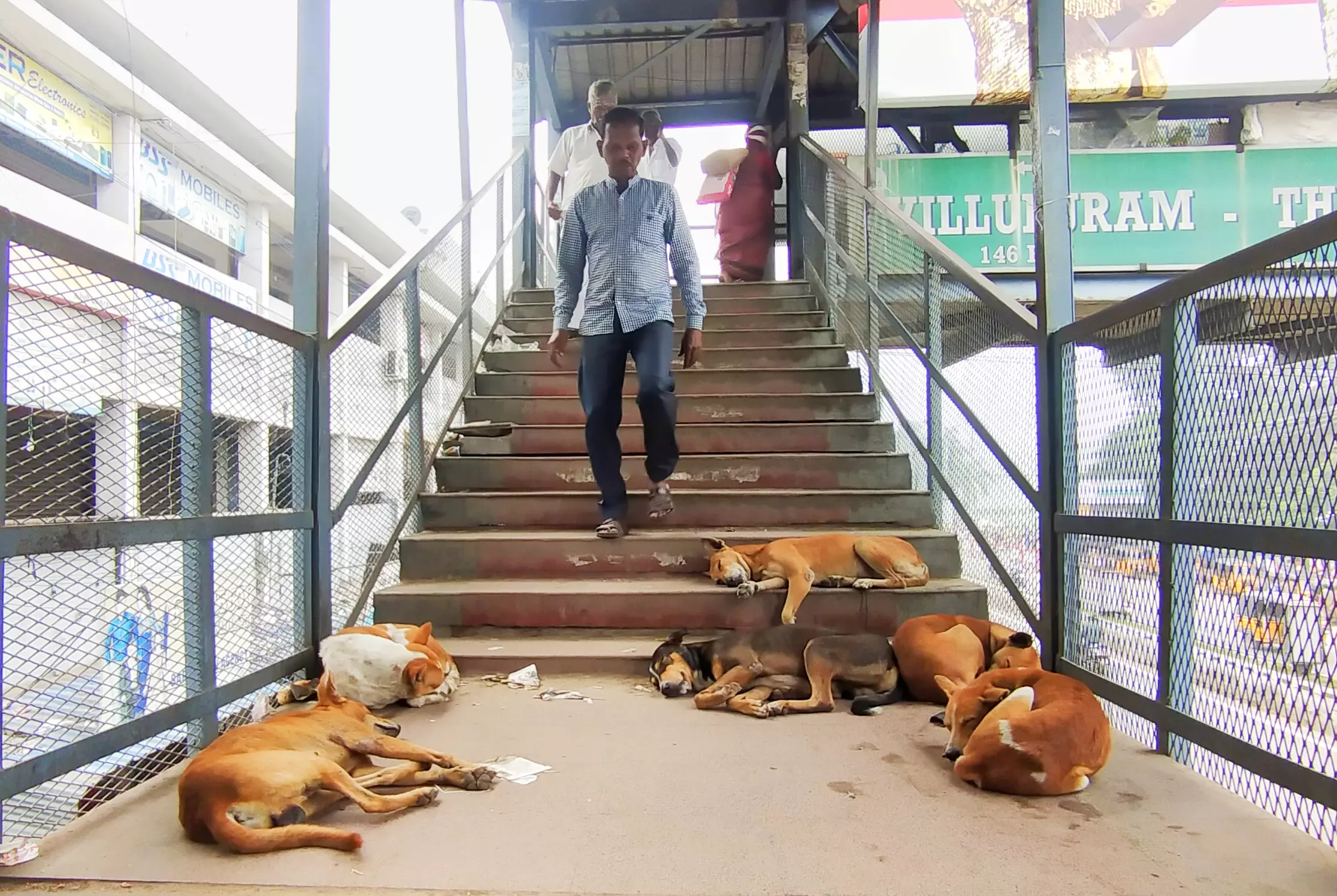 நாய்களால் பொதுமக்களுக்கு இடையூறு நாய்களால் பொதுமக்களுக்கு இடையூறு