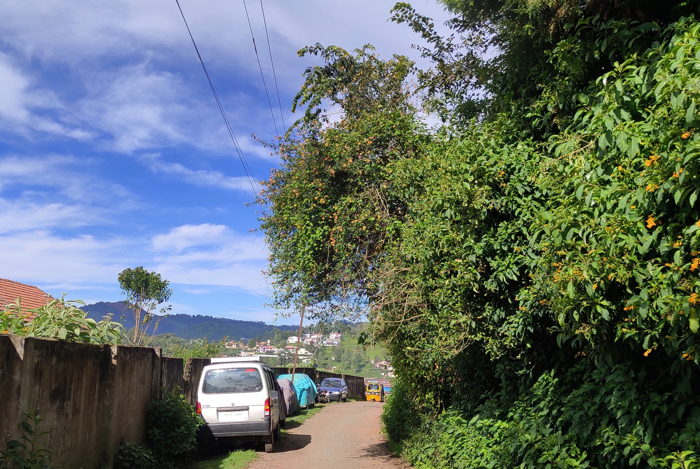 மின்கம்பி மீது படர்ந்த செடிகள்