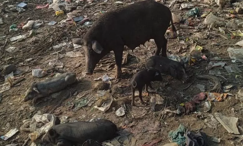 பன்றிகள் தொல்லை